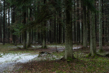 First snow in the forest. Spruce forest in Swietokrzyskie, Poland.