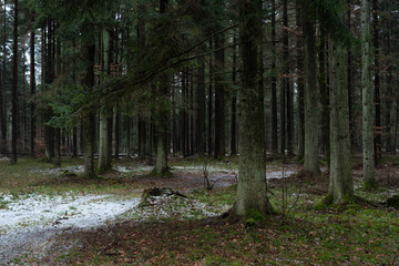 Fototapeta premium First snow in the forest. Spruce forest in Swietokrzyskie, Poland.