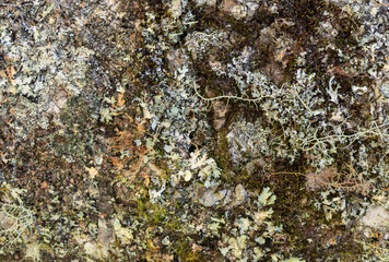 Various lichen in a tree trunk in a rainforest