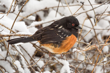 A Spotted Towhee rests in a patch of brush with snow on the branches during a winter day in the Pacific Northwest
