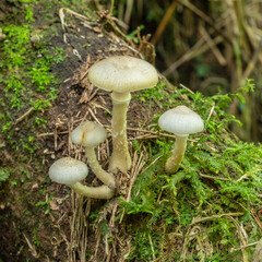 White mushrooms in a fallen trunk in a rainforest at Brazil