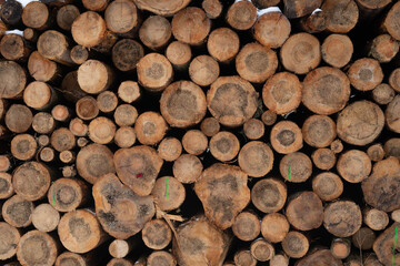 Winter is the time of dying in spruce forests. Świętokrzyskie Mountains in Poland. Deforestation.
