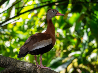 Black-bellied whistling duck