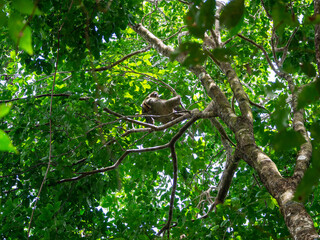 Sloth