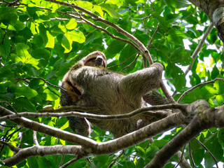 Sloth © Pavel