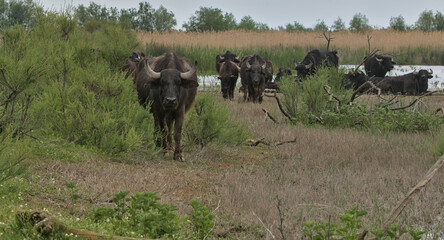 Water buffalo, a herd of buffaloes settled in a remote area on a swampy island. Wild animals approach the visitor menacingly. The concept of ecological, active and photo tourism. Danube Delta, Ukraine