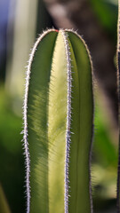 Long cactus close up