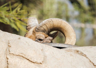 Maned Ram Hiding at the Zoo