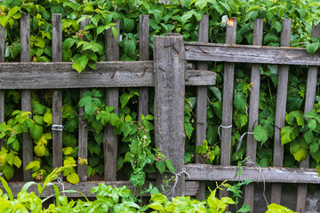 Naklejka premium Raspberry bushes in the garden in the village.