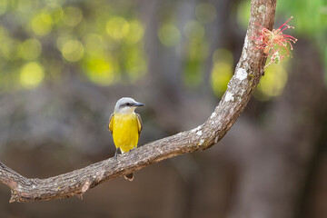 The Tropical Kingbird also known as Suiriri perched on the branches of a tree. Species Tyrannus melancholicus. Animal world. Birdwatching. Yellow bird.