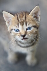 Naklejka na ściany i meble Little kitten with blue eyes / Sad kitten