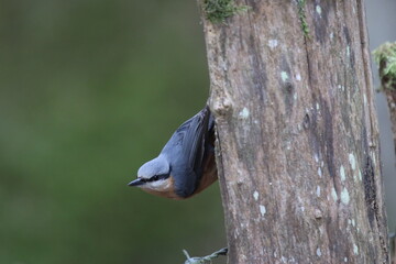 Sittelle torchepot - 2021 11 25 1046 - Yonne 0356