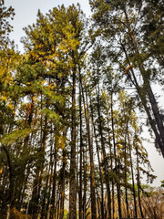 trees in autumn