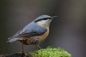 Sittelle torchepot - 2021 12 13 1131 - Yonne 0007