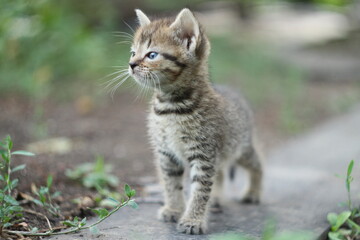 Naklejka na ściany i meble Small tabby kitten / kitten on a walk
