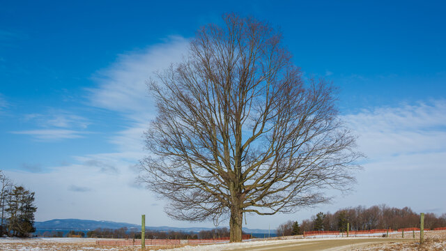 Profile of sugar maple tree in a field overlooking Lake Champlain and the Adirondack mountains on a clear winter day with just a little snow cover Acer saccharum