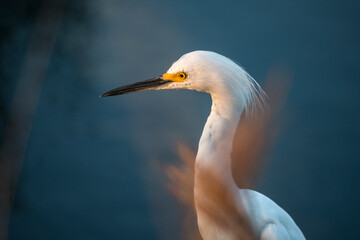 Wintering Snowy Egret bird feeding in shallow tidal salt water marsh pond at Merritt Island National Wildlife Refuge.