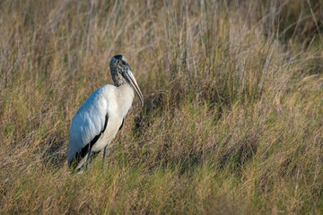 Wood Stork standing in salt water marsh grasses at Merritt Island National Wildlife Refuge.