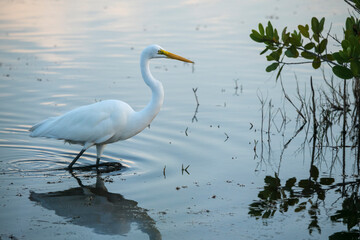 White or Common Egret stalking Mangrove shallows at Merritt Island National Wildlife Refuge.