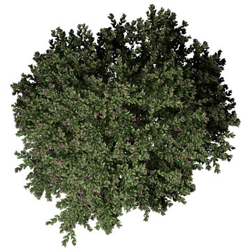 VEGETATION TOP VIEW - TREES PLANTS AND BUSHES IN PLAN