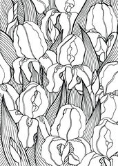 Coloring pook pages for adults with iris flowers