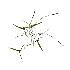 VEGETATION TOP VIEW - TREES PLANTS AND BUSHES IN PLAN