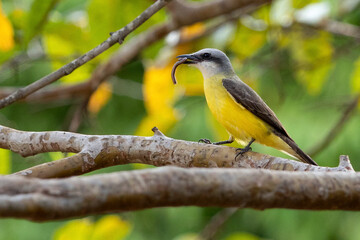 The Tropical Kingbird also known as Suiriri eating a centipede perched on the branches. Species Tyrannus melancholicus. Animal world. Birdwatching. Yellow bird.