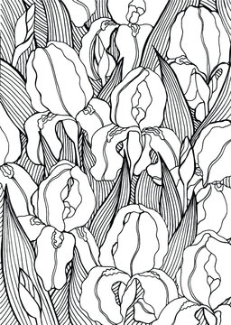 Coloring Pook Pages For Adults With Iris Flowers