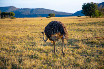 Ostrich Walking in a Field of Dry Grass in Africa