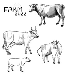 Cow set sketch