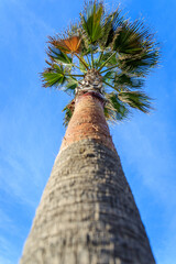 Sabal palmetto cabbage palm crown and trunk