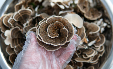 Coriolus versicolor is a medicinal tinder fungus. Exploring the mushroom kingdom