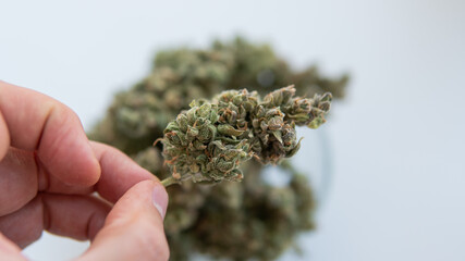 cultivation of medicinal strains of marijuana for the treatment of diseases. Cannabis and the culture of smoking