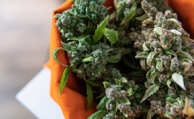 cultivation of medicinal strains of marijuana for the treatment of diseases. Cannabis and the...