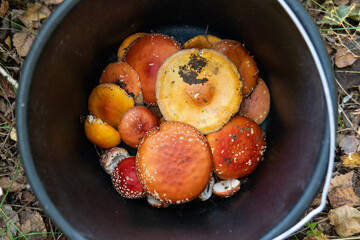 Useful properties of red fly agaric. The oldest entheogen - muscarine, muscimol, ibotenic acid