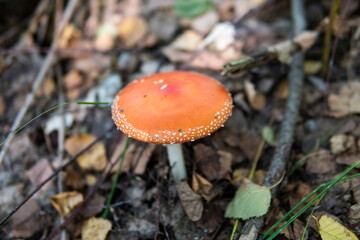 Useful properties of red fly agaric. The oldest entheogen - muscarine, muscimol, ibotenic acid