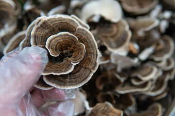 .Medicinal mushroom Trametes multicolor. Mushroom consumption culture - Coriolus versicolor