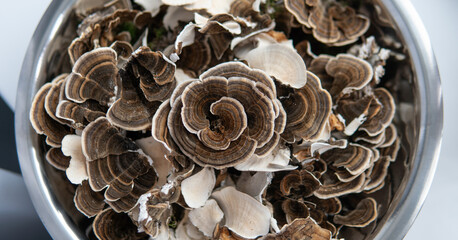 .Medicinal mushroom Trametes multicolor. Mushroom consumption culture - Coriolus versicolor