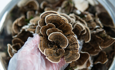 .Medicinal mushroom Trametes multicolor. Mushroom consumption culture - Coriolus versicolor
