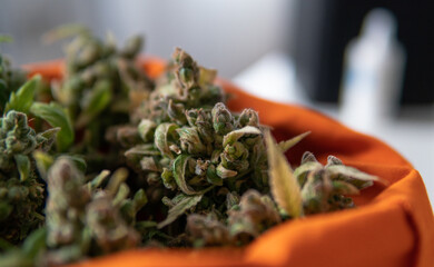 Macro photo of  marijuana buds. Medicinal elements in marijuana