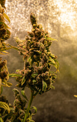 Macro photo of  marijuana buds. Medicinal elements in marijuana