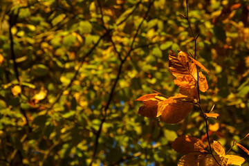 Golden beech leaves in detail on a tree.