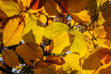 Golden beech leaves in detail on a tree.