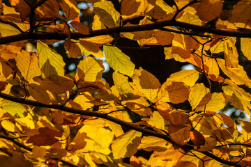 Golden beech leaves in detail on a tree.