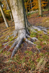 Trunk with beech roots in autumn.