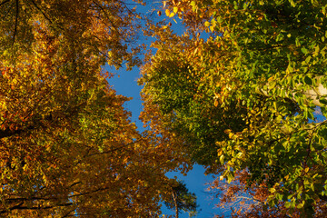 Fototapeta premium View from below on the crown of a beech tree in autumn.