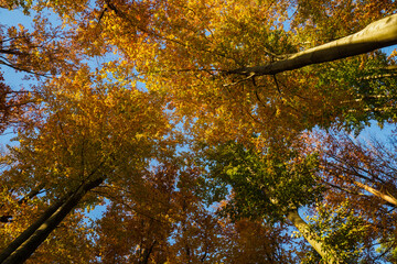 View from below on the crown of a beech tree in autumn.