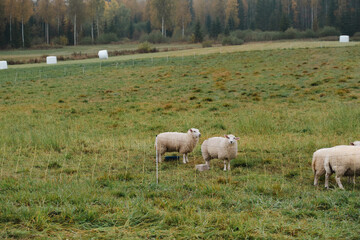 a lamb and her sheep mother in a pen