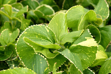 A beautiful close-up view of wild tree leaves.