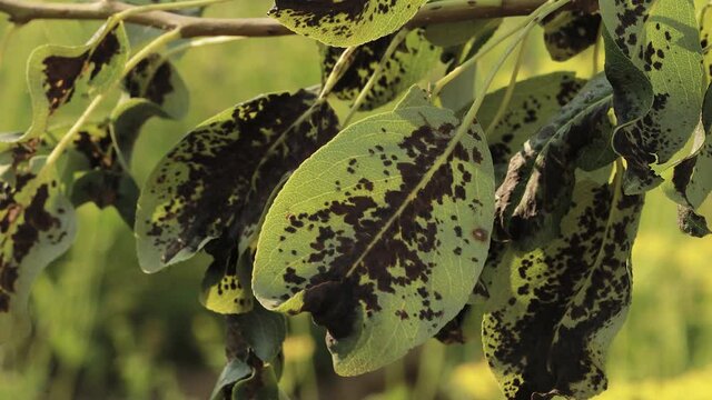 Pear leaves with blister mite or Eriophyes pyri. Diseases and parasites of the pear tree.